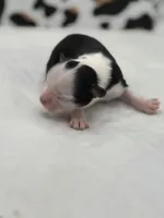 Diamond female full AKC , a female Chihuahua for sale in Cullowhee, NC – Photo 4 of 10