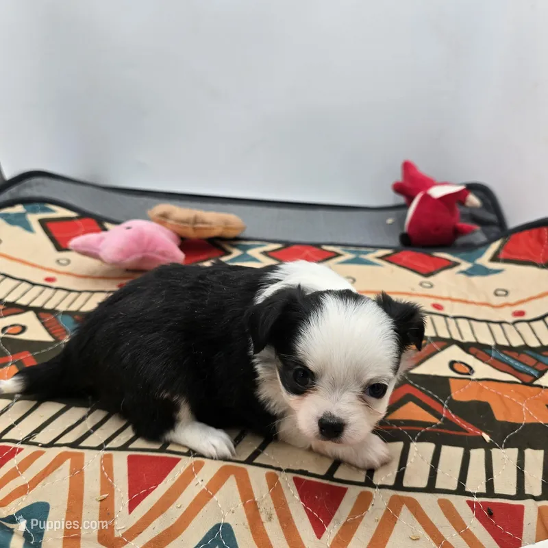 Diamond female full AKC  – Chihuahua puppy for sale in Cullowhee, NC