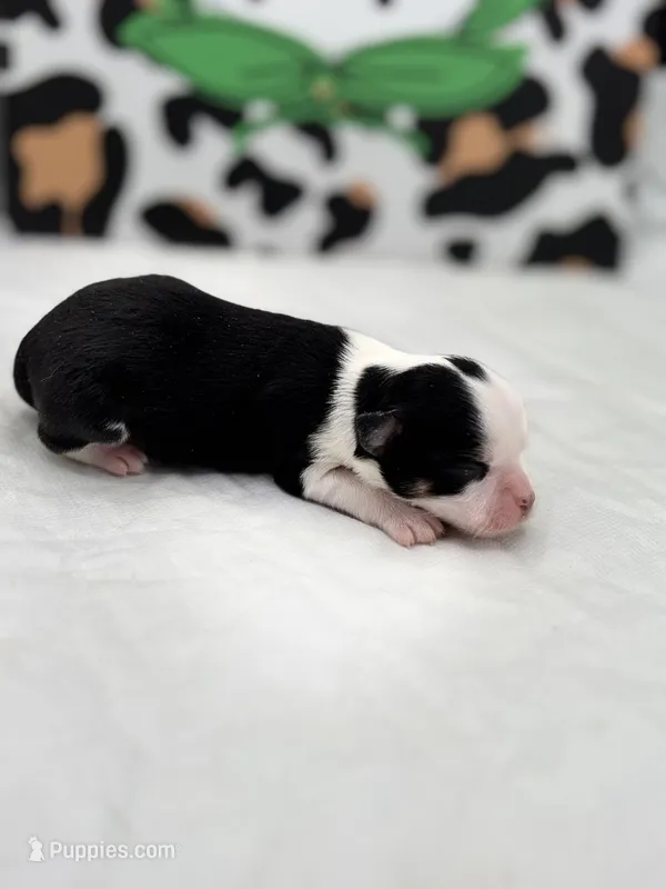 Diamond female full AKC  – Chihuahua puppy for sale in Cullowhee, NC