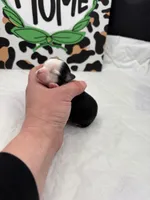 Diamond female full AKC , a female Chihuahua for sale in Cullowhee, NC – Photo 6 of 10