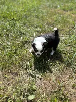 Onyx female full AKC , a female Chihuahua for sale in Cullowhee, NC – 8 of 10