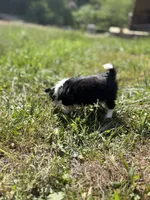 Onyx female full AKC , a female Chihuahua for sale in Cullowhee, NC – 4 of 10