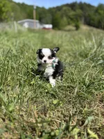 Onyx female full AKC , a female Chihuahua for sale in Cullowhee, NC – 9 of 10