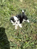 Onyx female full AKC , a female Chihuahua for sale in Cullowhee, NC – 10 of 10