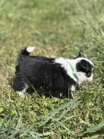 Onyx female full AKC , a female Chihuahua for sale in Cullowhee, NC – 2 of 10