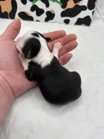 Diamond female full AKC , a female Chihuahua for sale in Cullowhee, NC – Photo 9 of 10