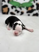 Diamond female full AKC , a female Chihuahua for sale in Cullowhee, NC – Photo 2 of 10