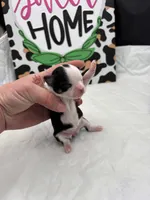 Diamond female full AKC , a female Chihuahua for sale in Cullowhee, NC – Photo 10 of 10