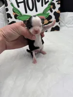 Diamond female full AKC , a female Chihuahua for sale in Cullowhee, NC – Photo 5 of 10