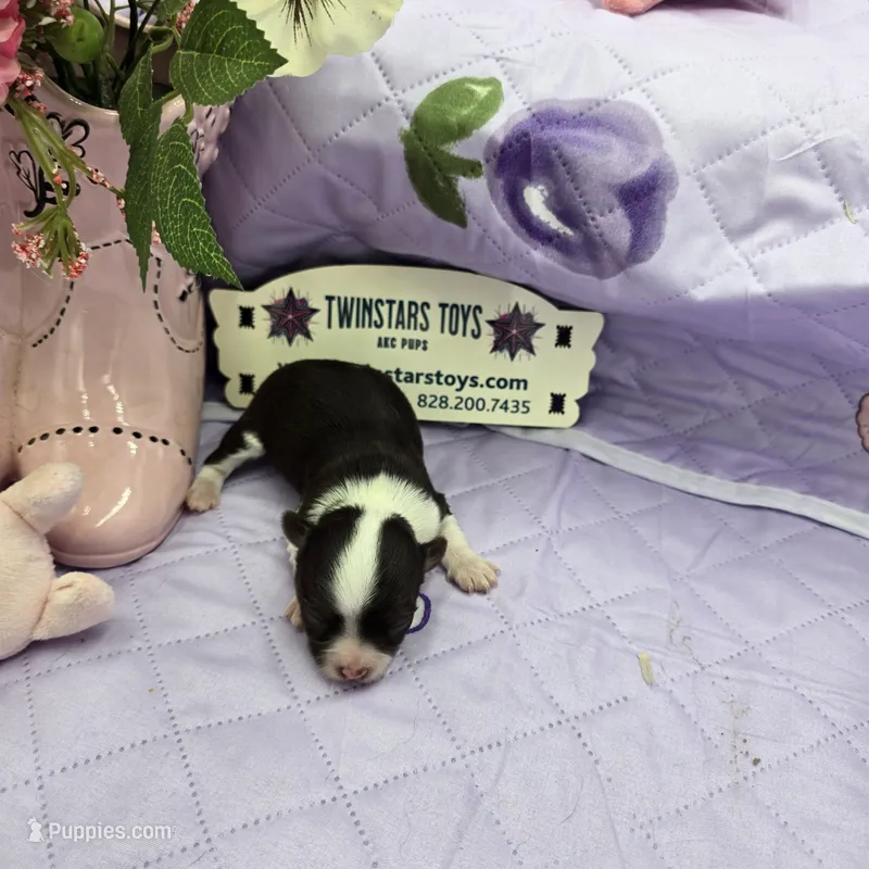 Full Akc Prim's chocolate girl – Chihuahua puppy for sale in Cullowhee, NC
