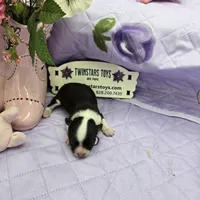 Full Akc Prim's chocolate girl, a female Chihuahua for sale in Cullowhee, NC – 1 of 10
