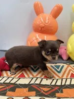 Chocolate male small full AKC , a male Chihuahua for sale in Cullowhee, NC – Photo 10 of 10