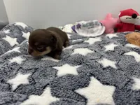 Chocolate male small full AKC , a male Chihuahua for sale in Cullowhee, NC – Photo 10 of 10