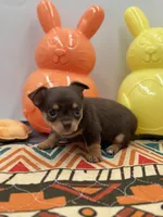 Chocolate male small full AKC , a male Chihuahua for sale in Cullowhee, NC – Photo 7 of 10
