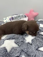 Chocolate male small full AKC , a male Chihuahua for sale in Cullowhee, NC – Photo 8 of 10