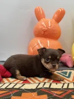 Chocolate male small full AKC , a male Chihuahua for sale in Cullowhee, NC – Photo 6 of 10