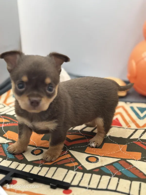 Chocolate male small full AKC 