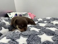 Chocolate male small full AKC , a male Chihuahua for sale in Cullowhee, NC – Photo 9 of 10