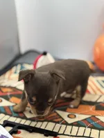 Chocolate male small full AKC , a male Chihuahua for sale in Cullowhee, NC – Photo 3 of 10