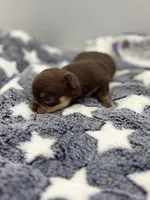 Chocolate male small full AKC , a male Chihuahua for sale in Cullowhee, NC – Photo 2 of 10