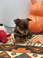 Chocolate male small full AKC , a male Chihuahua for sale in Cullowhee, NC – Photo 8 of 10