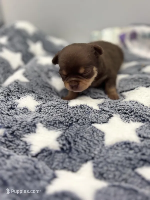 Chocolate male small full AKC 