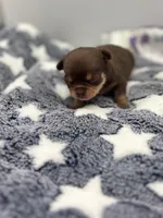 Chocolate male small full AKC , a male Chihuahua for sale in Cullowhee, NC – Photo 1 of 10