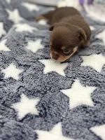 Chocolate male small full AKC , a male Chihuahua for sale in Cullowhee, NC – Photo 5 of 10