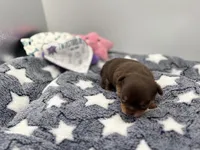 Chocolate male small full AKC , a male Chihuahua for sale in Cullowhee, NC – Photo 4 of 10