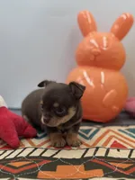 Chocolate male small full AKC , a male Chihuahua for sale in Cullowhee, NC – Photo 2 of 10