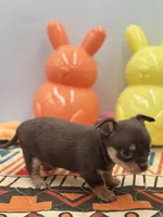 Chocolate male small full AKC , a male Chihuahua for sale in Cullowhee, NC – Photo 5 of 10