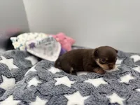 Chocolate male small full AKC , a male Chihuahua for sale in Cullowhee, NC – Photo 3 of 10