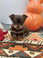 Chocolate male small full AKC , a male Chihuahua for sale in Cullowhee, NC – Photo 9 of 10