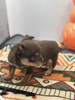 Chocolate male small full AKC , a male Chihuahua for sale in Cullowhee, NC – Photo 4 of 10