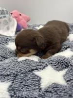 Chocolate male small full AKC , a male Chihuahua for sale in Cullowhee, NC – Photo 7 of 10