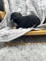 Tri male short coat , a male Chihuahua for sale in Cullowhee, NC – 3 of 10