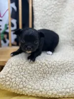 JDs black n white LC female , a female Chihuahua for sale in Cullowhee, NC – 7 of 10