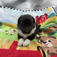 Farrah full akc male Bi-blk, a male Shetland Sheepdog for sale in Cullowhee, NC – 4 of 8