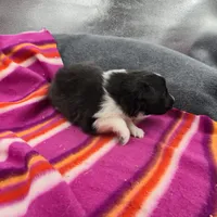 Farrah's Bi-blk female full Akc, a female Shetland Sheepdog for sale in Cullowhee, NC – 10 of 10