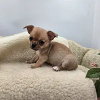 Zoey Full Akc male, a male Chihuahua for sale in Cullowhee, NC – 5 of 10