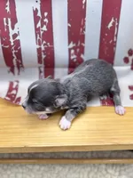 Blue and tan female full AKC , a female Chihuahua for sale in Cullowhee, NC – 6 of 10