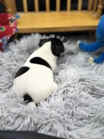Topanga Male 1 , a male Toy Fox Terrier for sale in Cullowhee, NC – 7 of 10
