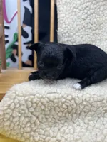 JDs black n white LC female , a female Chihuahua for sale in Cullowhee, NC – 9 of 10