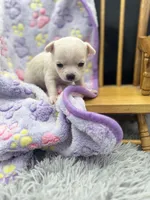 North crème female AKC , a female Chihuahua for sale in Cullowhee, NC – 7 of 10