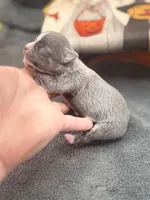 Panda female 1 full AKC , a female Chihuahua for sale in Cullowhee, NC – 10 of 10