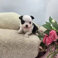 Kitkat Full Akc Champion sire male, a male Chihuahua for sale in Cullowhee, NC – 7 of 10