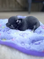Blue tri full AKC , a female Chihuahua for sale in Cullowhee, NC – 7 of 10