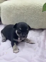 Caroline m1 full AKC , a male Chihuahua for sale in Cullowhee, NC – 3 of 10