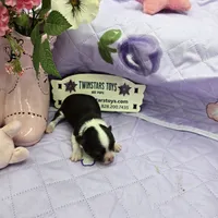 Full Akc Prim's chocolate girl, a female Chihuahua for sale in Cullowhee, NC – 3 of 10