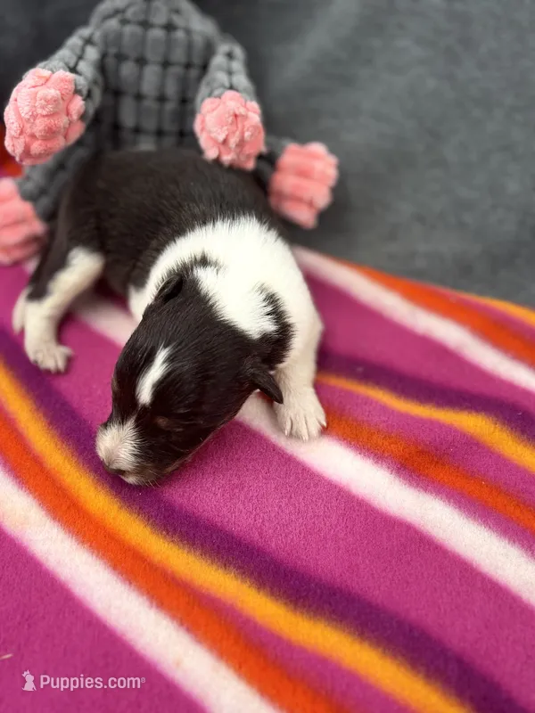 Full AKC Zina F 3 – Shetland Sheepdog puppy for sale in Cullowhee, NC